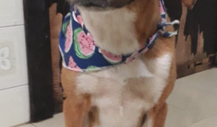 Cirurgia da Princesa