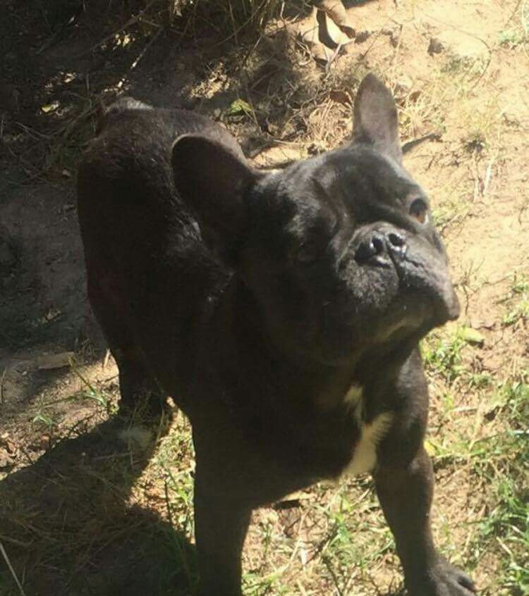 Adoção de Bulldog Francês