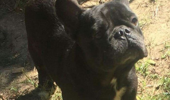 Adoção de Bulldog Francês