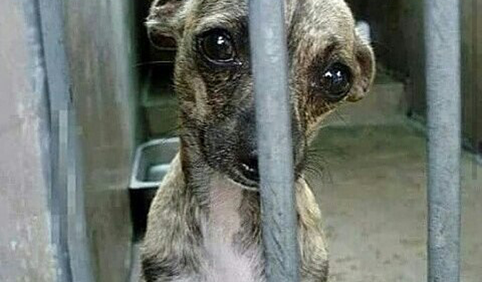 Nosso abrigo pede socorro!! Precisamos de ração por favor!!
