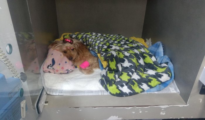 Exames e tratamento da Teka