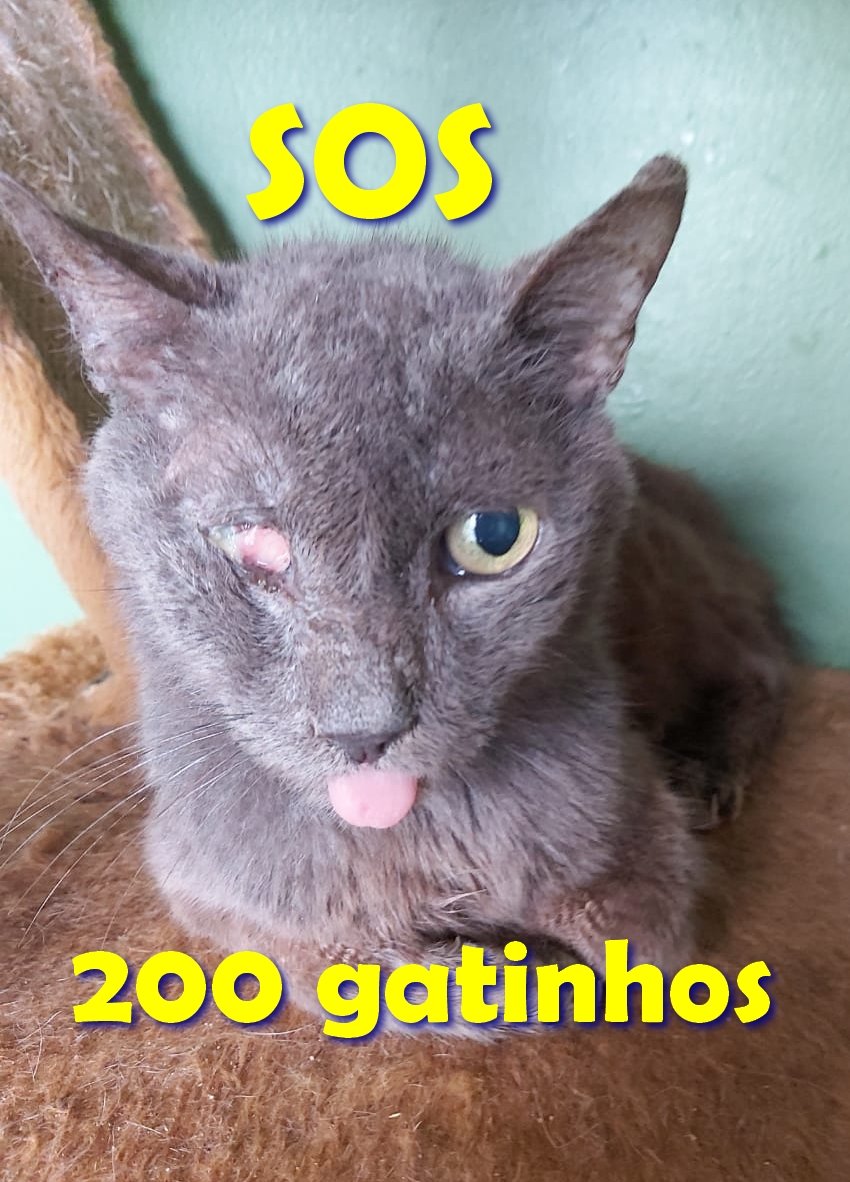 imagem da vaquinha SOS Abrigo - Não podemos fechar!