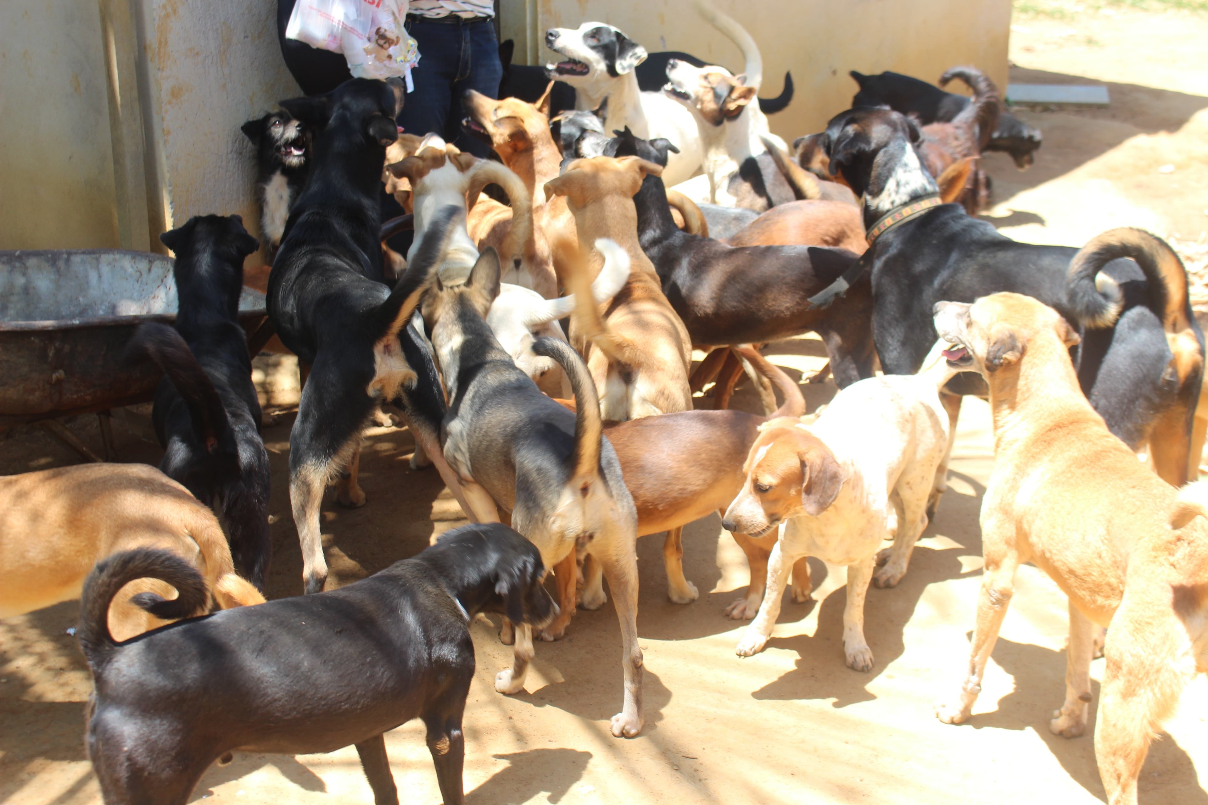 imagem da vaquinha NATAL SEM FOME ABRIGO BICHOS CARENTES GUARAPARI