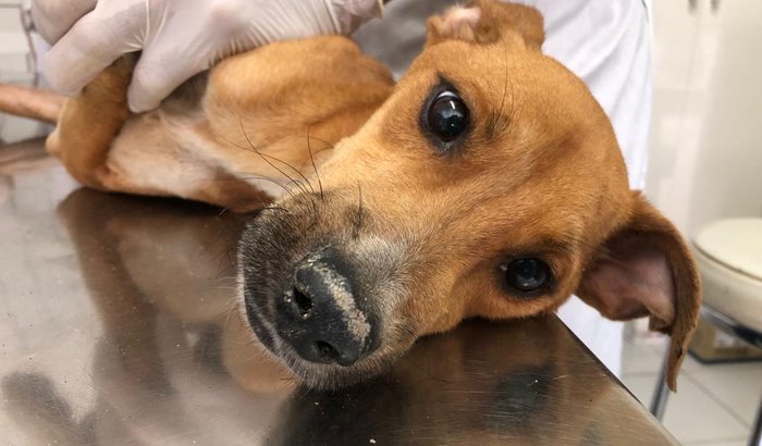 COSTELINHA, CÃO CASTRADO A FACÃO!!
