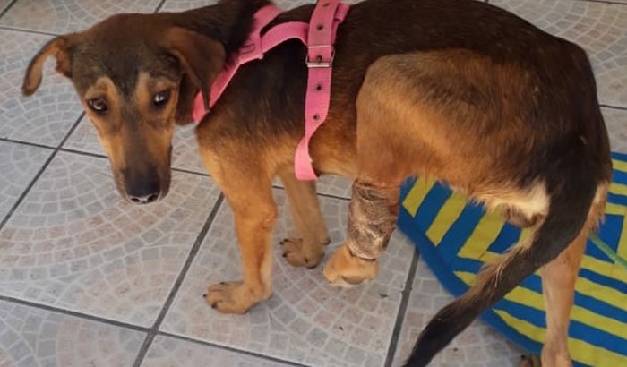 Cirurgia de amputação do cachorrinho de rua