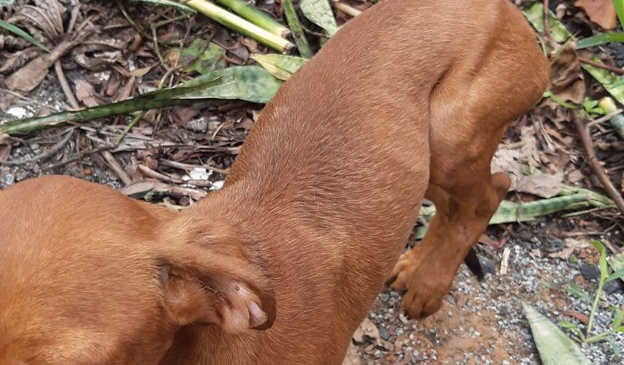 Cachorro resgatado-cirurgia da tibia