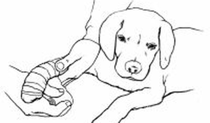 Cão atropelado com hemorragia