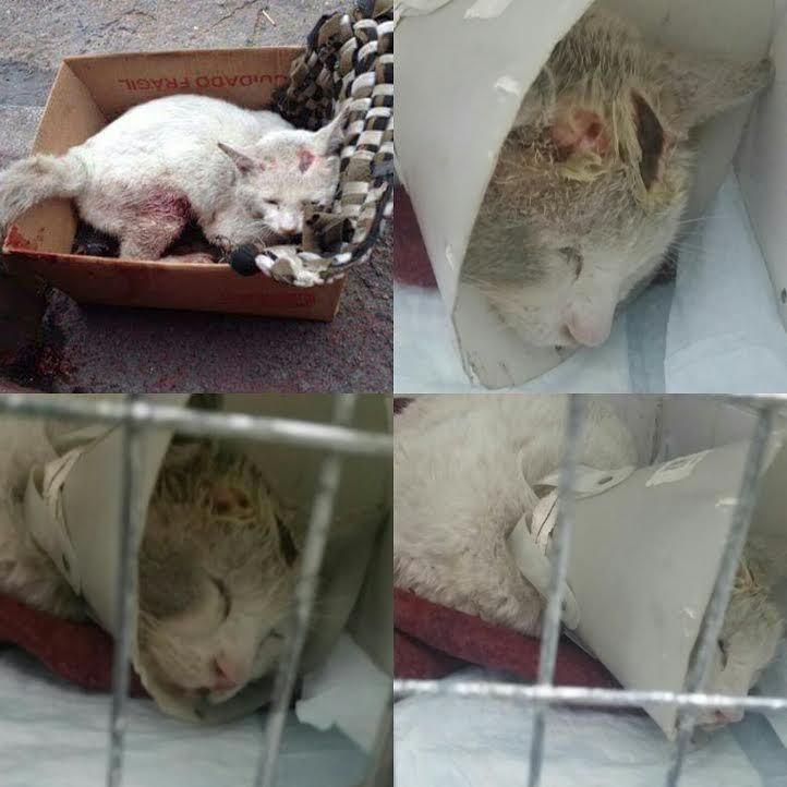 imagem da vaquinha AJUDE-NOS A SALVAR O GATINHO ESPANCADO