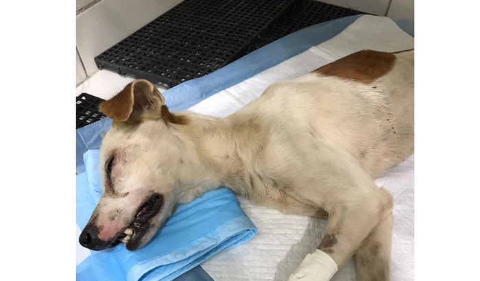 Ajude Dinho, cão espancando e atropelado.