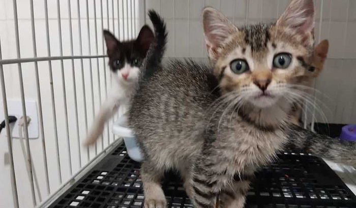 PROJETO CASTRAÇÃO DE GATOS DE RUA