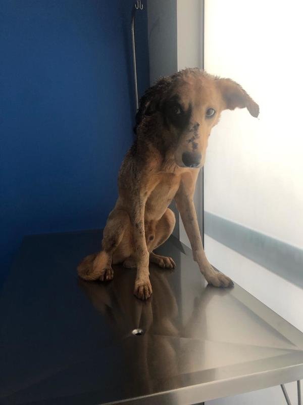 imagem da vaquinha Ajuda para cão abandonado 