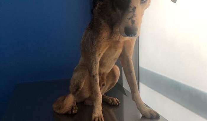 Ajuda para cão abandonado 