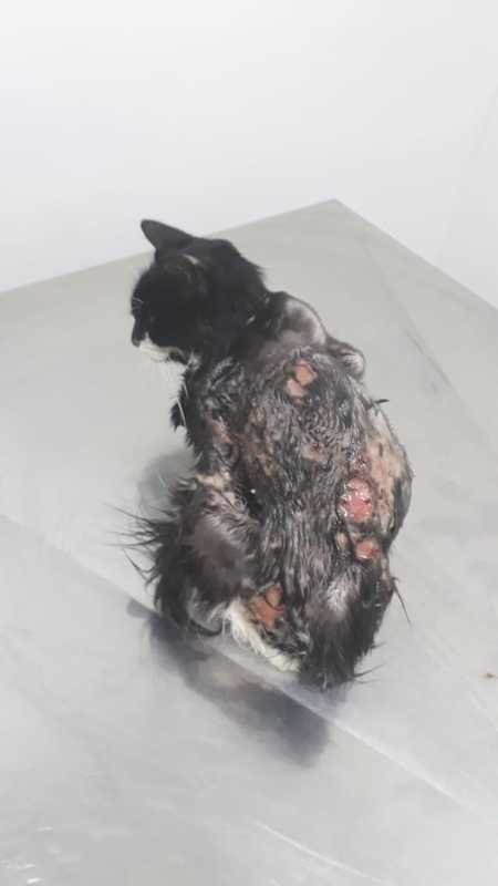 imagem da vaquinha Ajuda para gatinha maltratada