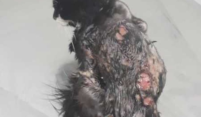 Ajuda para gatinha maltratada