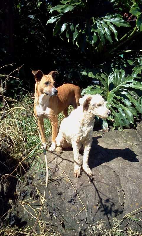 imagem da vaquinha Ajuda para a Ong aluguel