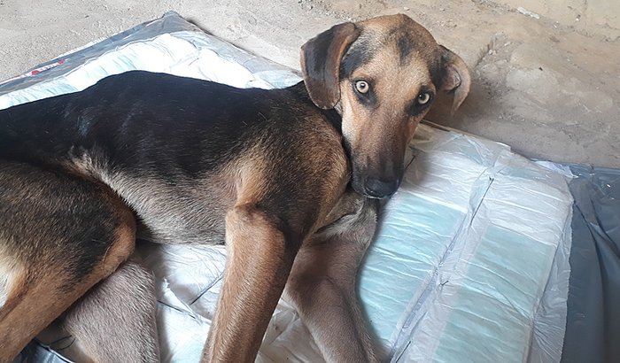 Ajuda o Preto/ cão abandonado com cinomose 