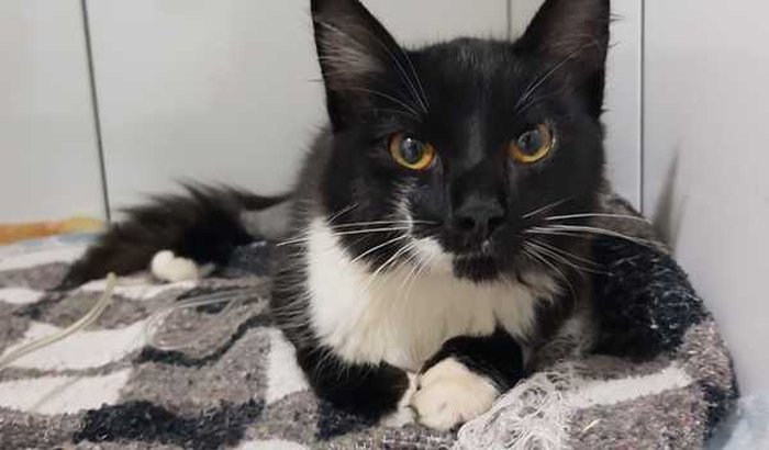 *** Ajuda para o Valentin! ***