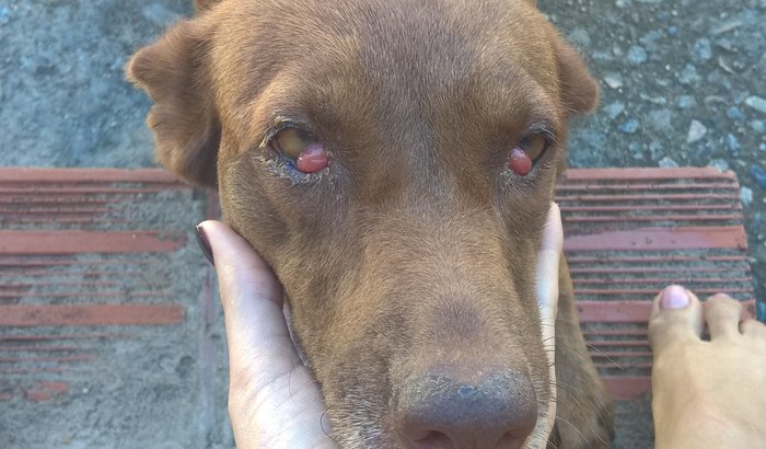 Cirurgia de Carne crescida de uma cachorrinha que tirei da rua