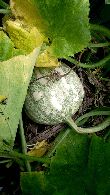 imagem da vaquinha Arte na Rua - Praça José de Alencar