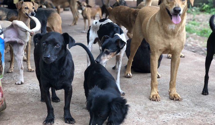 Ração Para 50 cachorros