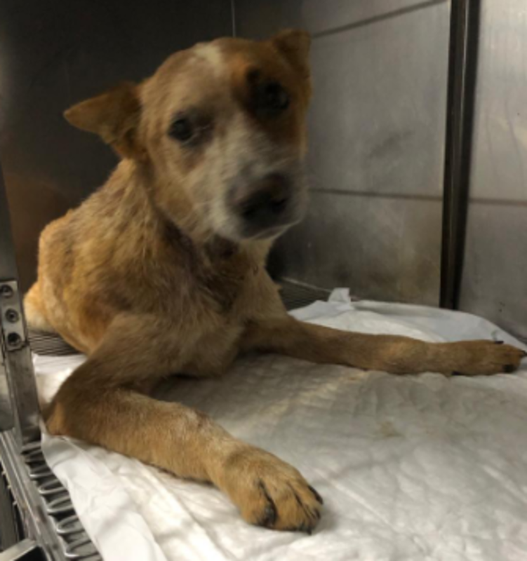 imagem da vaquinha Ajuda para pagar a cirurgia do Nihage