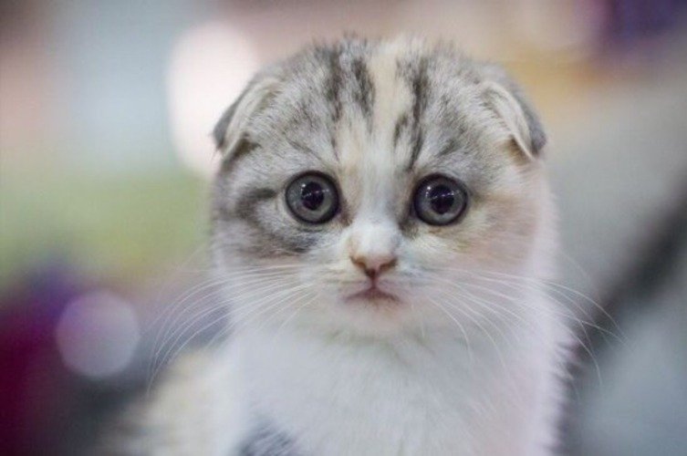 imagem da vaquinha Preciso de um Gato Scottish Fold