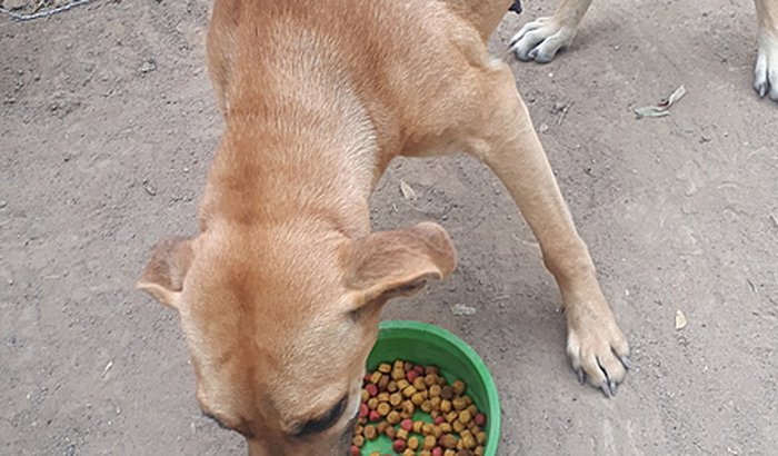 Ajude animais de rua