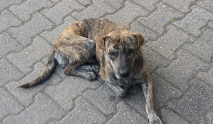 Ajude o Tigrão a recuperar sua saúde