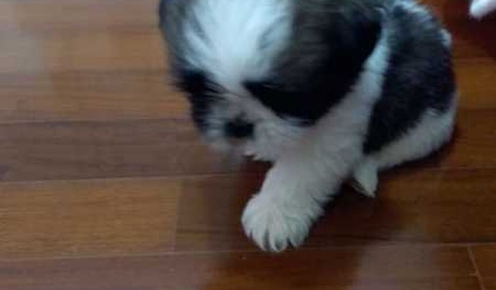 Ajuda para o Jorginho