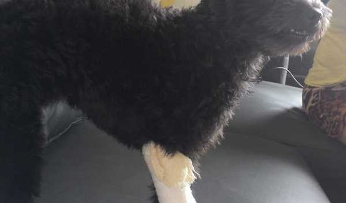 Ajude a salvar a patinha da Amora