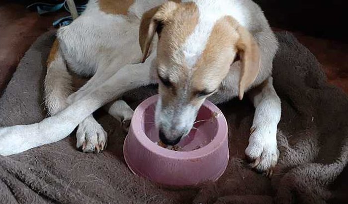 Despesas Veterinárias -Abrigo da Borika