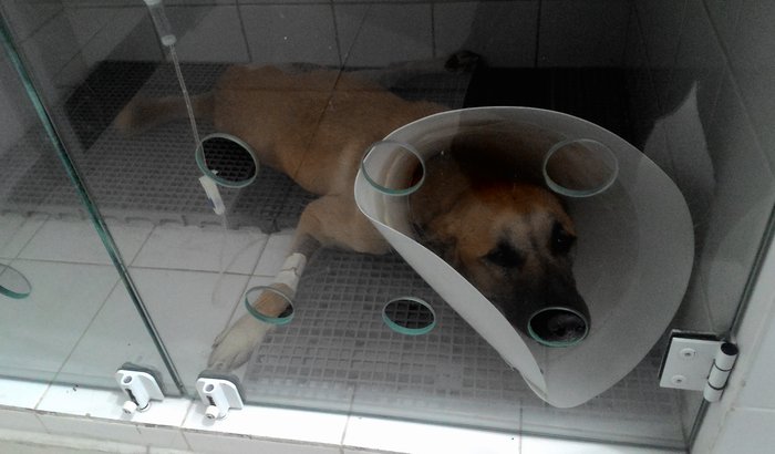 Ajuda ao Marley