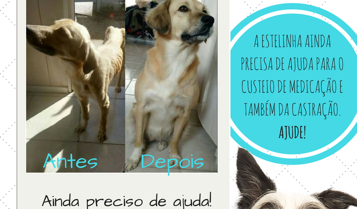 Ajuda para Estela