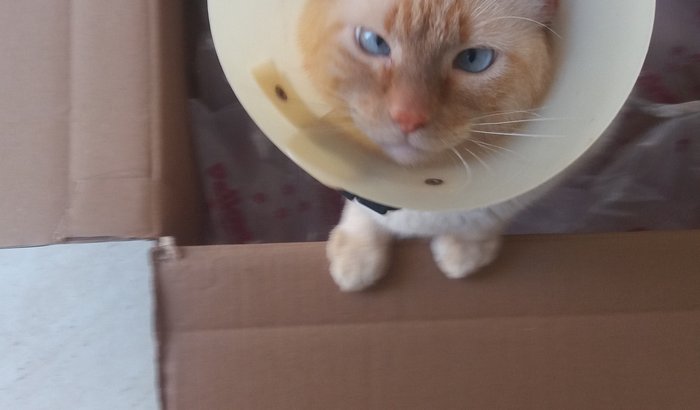 Ajuda para quitar a clínica do Mingal Cat Cat 
