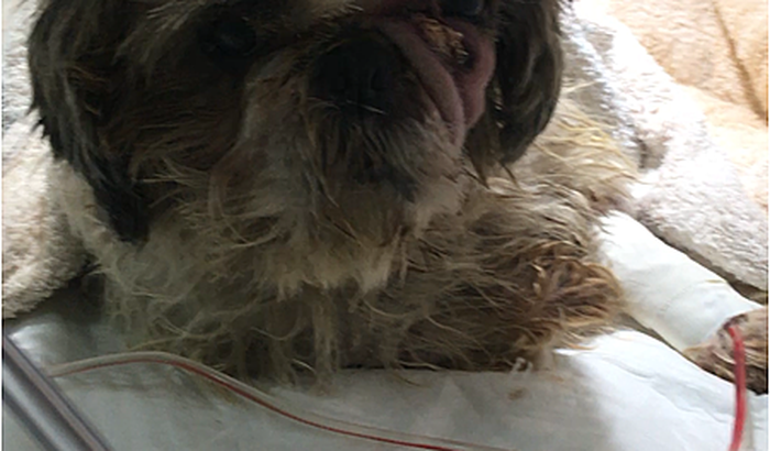 Ajuda para o Dexter