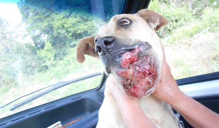 Ajude a Apasfa de Prudentópolis pagar o tratamento deste cão!