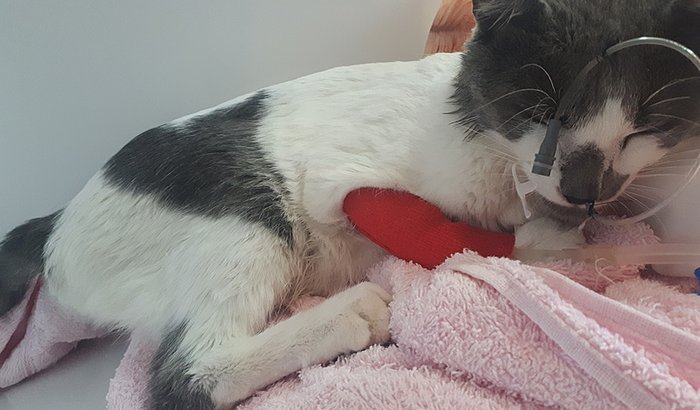 Tsuki SOS - Tratamento