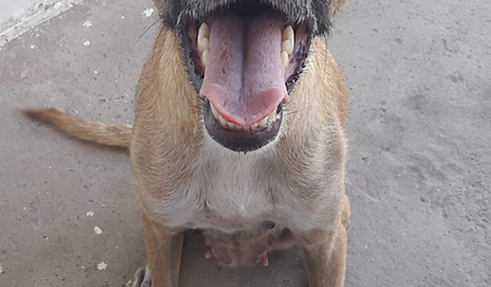 Cãodominio da dandara!