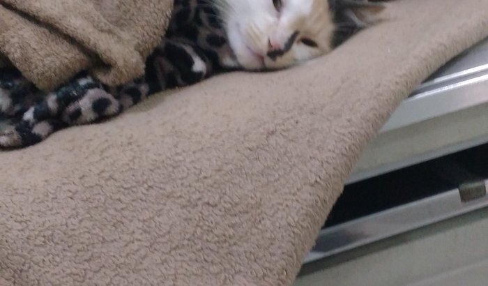 Operação da minha gata
