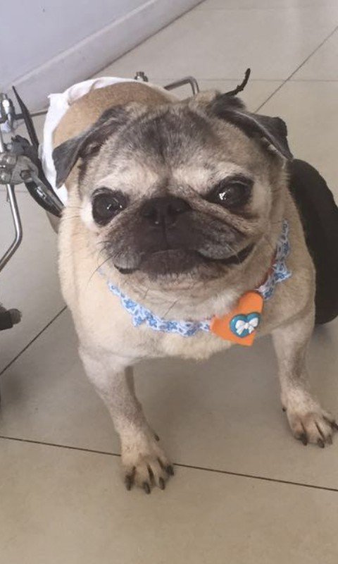 imagem da vaquinha Rifa Solidária Pug Menina