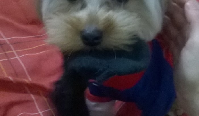 me ajudem a salvar o toddy meu cachorrinho