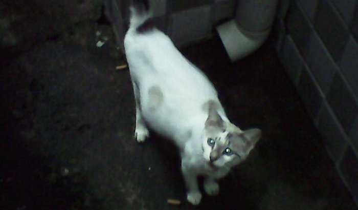 vakinha para S.O.S ANIMAIS DE CAVALEIRO