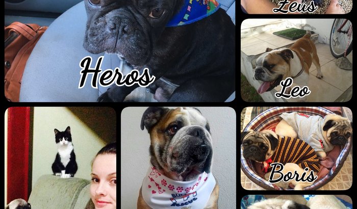 Doações Pug e Bull #