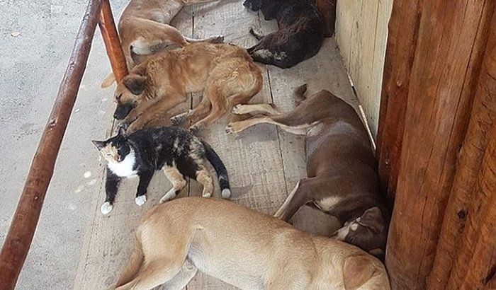 AJUDA TERRENO E REMÉDIO ANIMAIS
