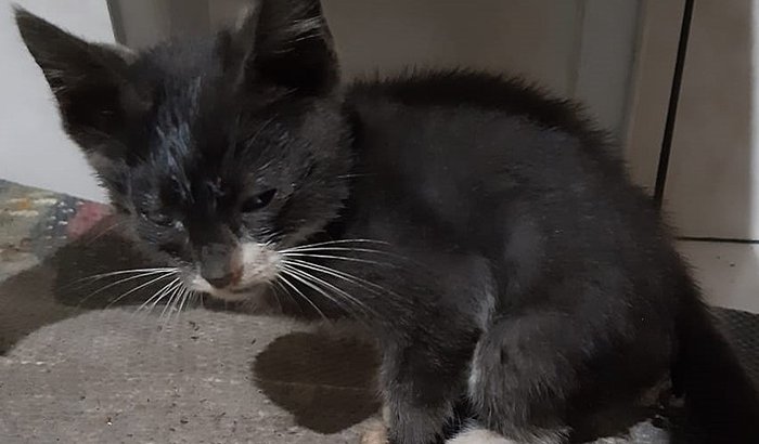 Ajuda Para Pernalonga