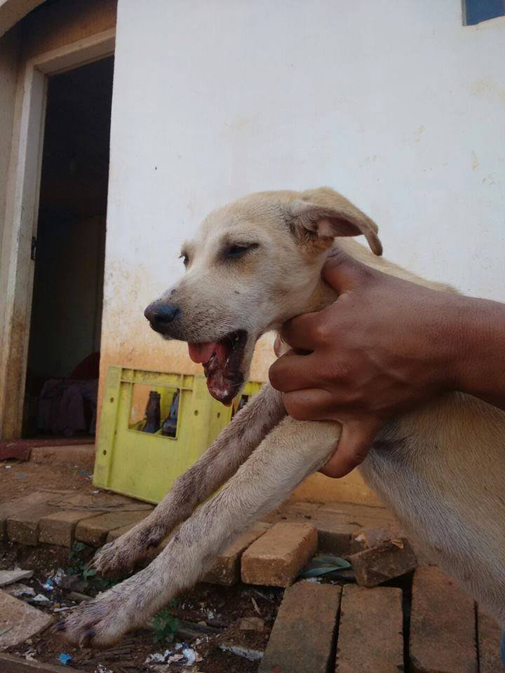 imagem da vaquinha Ajude a Apasfa de Prudentópolis a salvar esta cachorrinha!