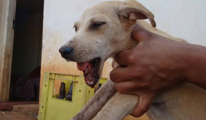 Ajude a Apasfa de Prudentópolis a salvar esta cachorrinha!