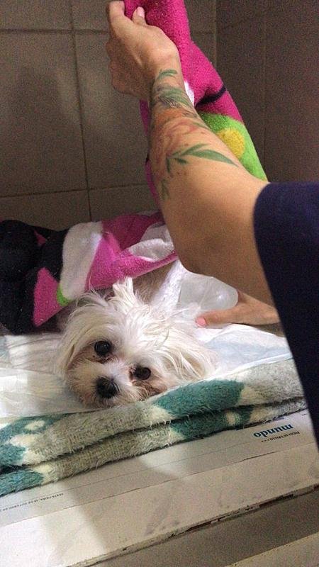 imagem da vaquinha Ajuda para a Cirurgia da Polly de Piometra