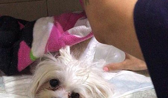 Ajuda para a Cirurgia da Polly de Piometra