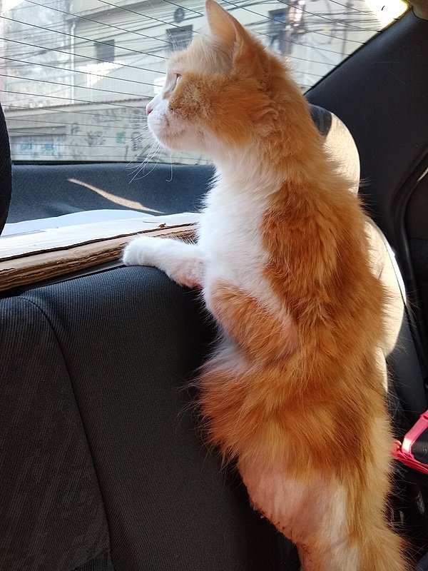 imagem da vaquinha Vakinha do Rocky